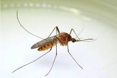 Mosquito tigre asiático | Mosquitos, jejenes y garrapatas | NVWA